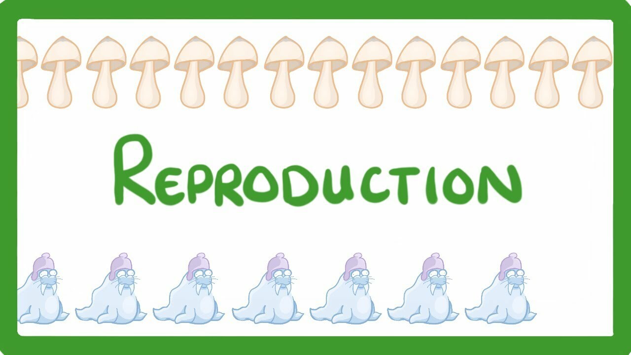 GCSE Biology - Sexual vs Asexual Reproduction - What is Asexual Reproduction? #71